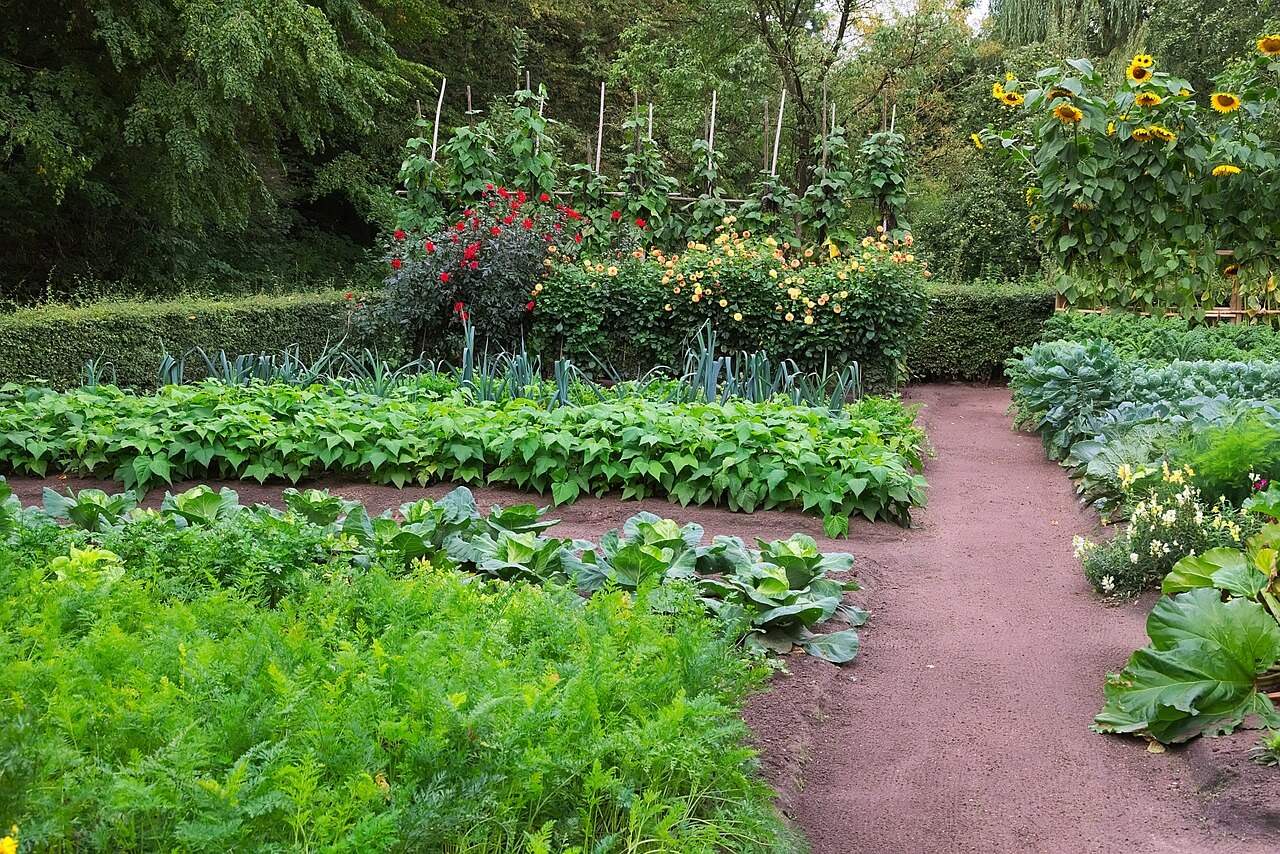 Hortas urbanas como cultivar ervas e vegetais em espaços reduzidos