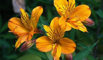 Astromélia: saiba mais sobre essa flor | Flora Horizonte