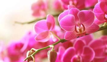 Confira dicas de flores para o Dia dos Pais | Flora Horizonte
