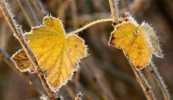 Como cuidar das plantas no inverno? | Flora Horizonte