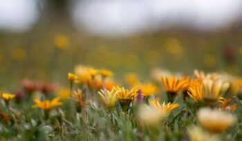 Flores como fonte de inspiração para a inovação tecnológica | Flora Horizonte