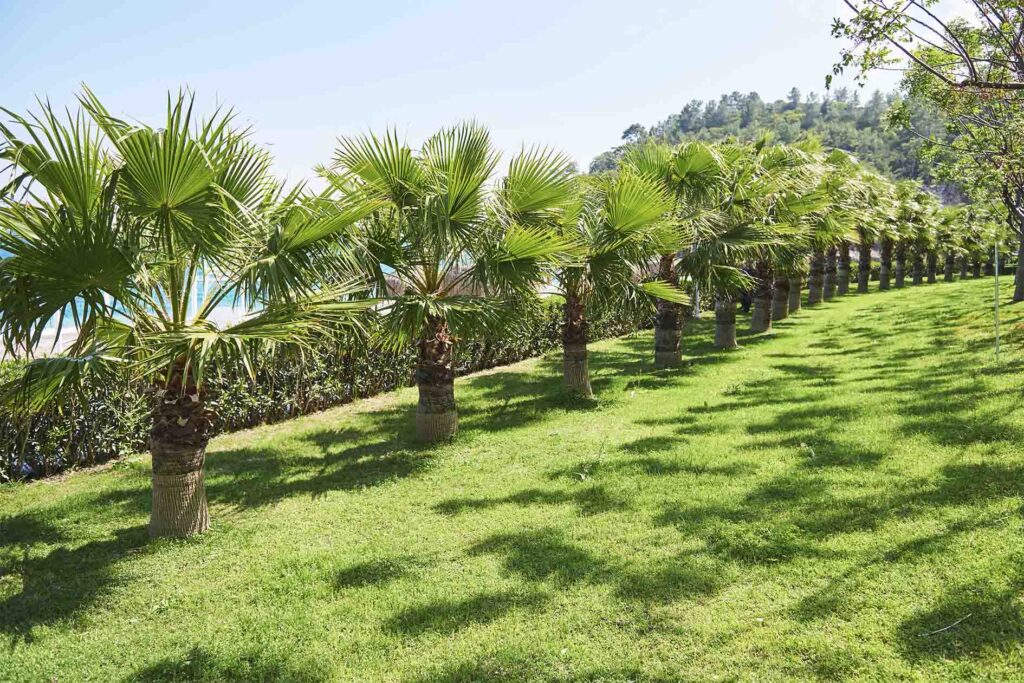 tipos de coqueiros para jardim