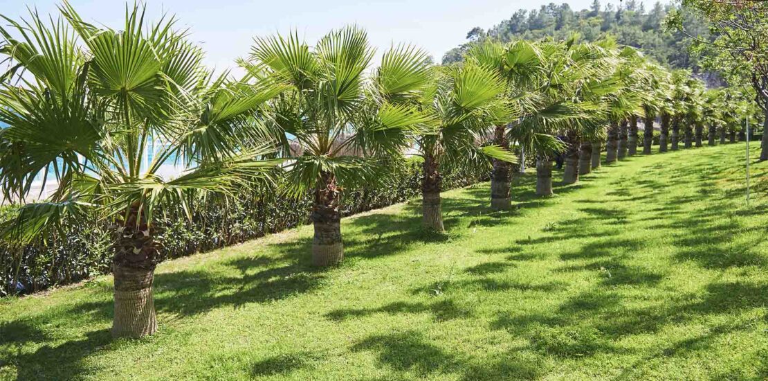 tipos de coqueiros para jardim